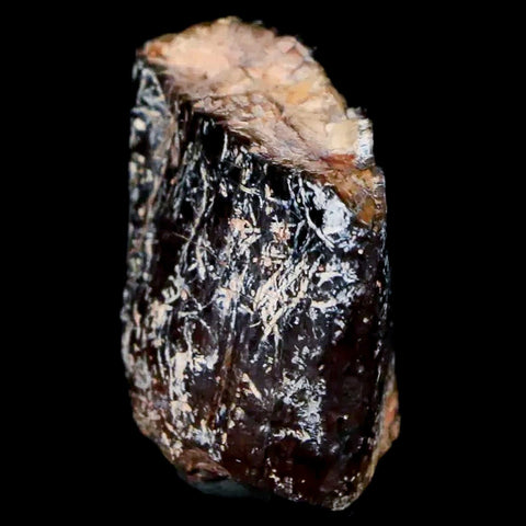 0.8" Jobaria Sauropod Fossil Tooth Middle Jurassic Age Dinosaur Tiourarén FM Niger - Fossil Age Minerals