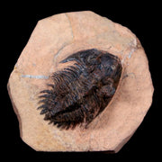 1.5" Metacanthina Issoumourensis Trilobite Fossil Devonian Age 400 Mil Yrs Old COA