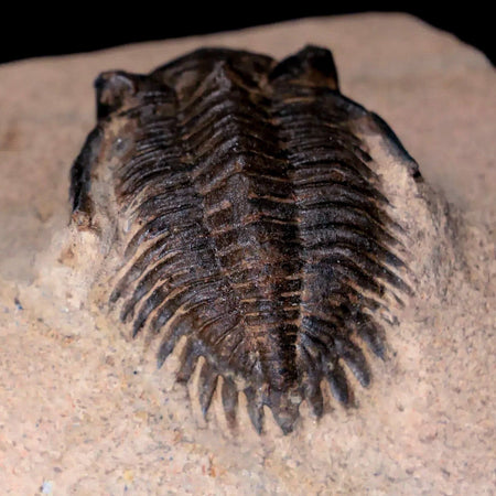 1.3" Metacanthina Issoumourensis Trilobite Fossil Devonian Age 400 Mil Yrs Old COA