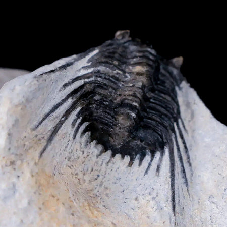1.3" Leonaspis Sp Spiny Trilobite Fossil Morocco Devonian Age 400 Mil Yrs Old COA