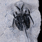 1.2" Cyphaspis Tafilalet Walteri Horned Devil Trilobite Fossil Devonian Age COA