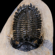 2.5" Metacanthina Issoumourensis Trilobite Fossil Devonian Age 400 Mil Yrs Old COA
