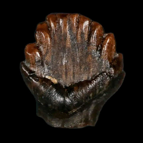 0.5" Ankylosaurus Fossil Tooth Judith River FM Cretaceous Dinosaur MT COA & Display - Fossil Age Minerals