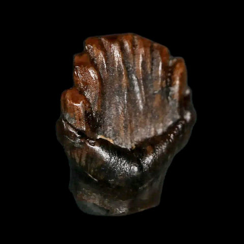 0.5" Ankylosaurus Fossil Tooth Judith River FM Cretaceous Dinosaur MT COA & Display - Fossil Age Minerals