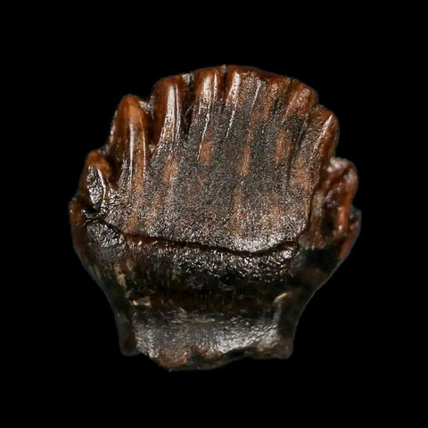 0.5" Ankylosaurus Fossil Tooth Judith River FM Cretaceous Dinosaur MT COA & Display - Fossil Age Minerals