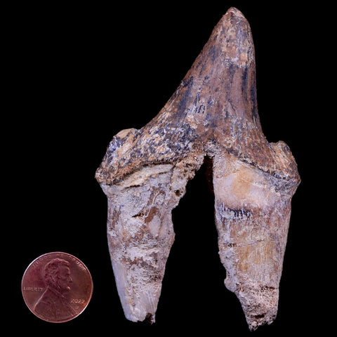 3.3" Pappocetus Lugardi Tooth Prehistoric Whale 40-34 Mil Yrs Old Eocene Age - Fossil Age Minerals