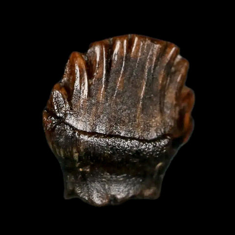 0.5" Ankylosaurus Fossil Tooth Judith River FM Cretaceous Dinosaur MT COA & Display - Fossil Age Minerals