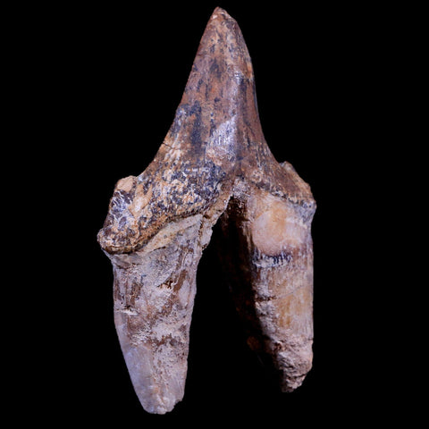 3.3" Pappocetus Lugardi Tooth Prehistoric Whale 40-34 Mil Yrs Old Eocene Age - Fossil Age Minerals
