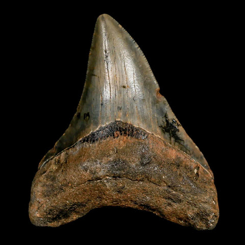 2.6" Quality Megalodon Shark Tooth Serrated Fossil Natural Miocene Age COA - Fossil Age Minerals