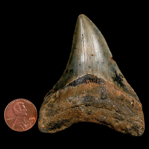 2.6" Quality Megalodon Shark Tooth Serrated Fossil Natural Miocene Age COA - Fossil Age Minerals