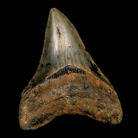 2.6" Quality Megalodon Shark Tooth Serrated Fossil Natural Miocene Age COA - Fossil Age Minerals