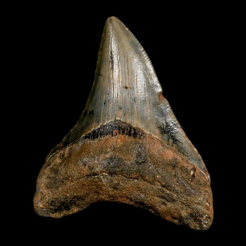 2.6" Quality Megalodon Shark Tooth Serrated Fossil Natural Miocene Age COA - Fossil Age Minerals