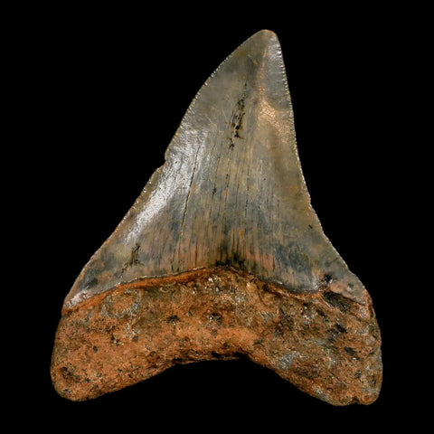 2.6" Quality Megalodon Shark Tooth Serrated Fossil Natural Miocene Age COA - Fossil Age Minerals