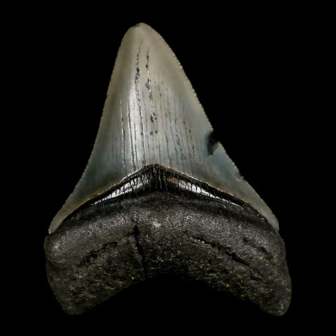 2.8" Quality Megalodon Shark Tooth Serrated Fossil Natural Miocene Age COA - Fossil Age Minerals