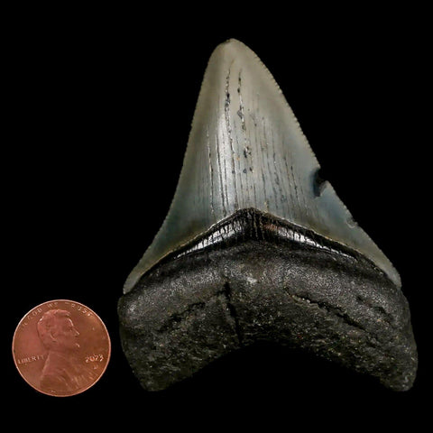 2.8" Quality Megalodon Shark Tooth Serrated Fossil Natural Miocene Age COA - Fossil Age Minerals