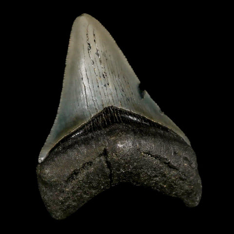 2.8" Quality Megalodon Shark Tooth Serrated Fossil Natural Miocene Age COA - Fossil Age Minerals