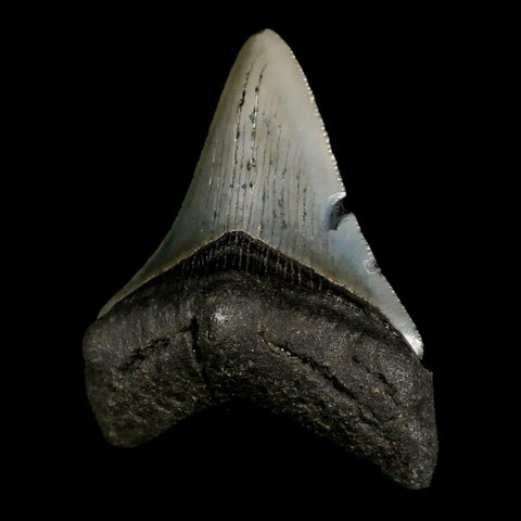 2.8" Quality Megalodon Shark Tooth Serrated Fossil Natural Miocene Age COA - Fossil Age Minerals