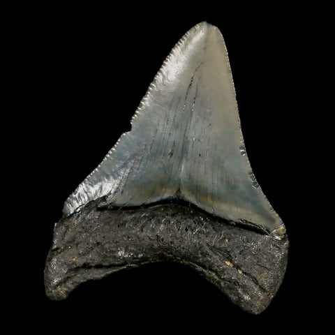 2.8" Quality Megalodon Shark Tooth Serrated Fossil Natural Miocene Age COA - Fossil Age Minerals