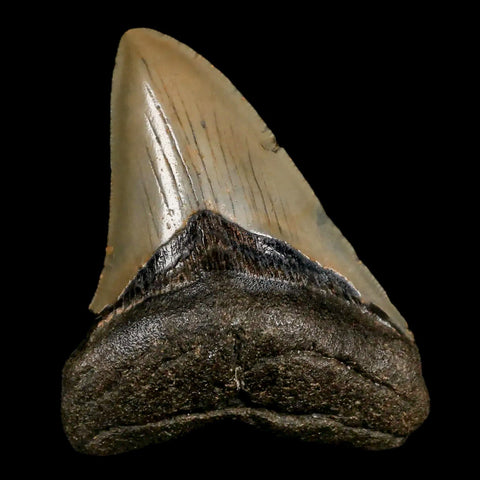 3.2" Quality Megalodon Shark Tooth Serrated Fossil Natural Miocene Age COA - Fossil Age Minerals