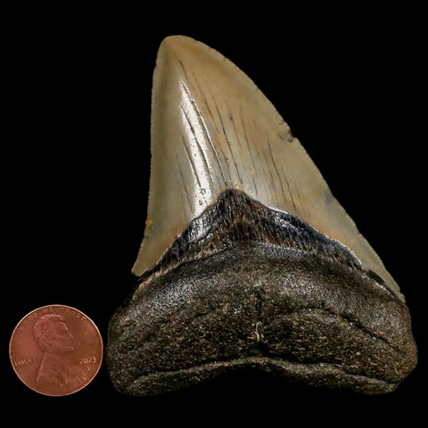 3.2" Quality Megalodon Shark Tooth Serrated Fossil Natural Miocene Age COA - Fossil Age Minerals