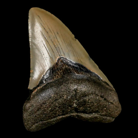 3.2" Quality Megalodon Shark Tooth Serrated Fossil Natural Miocene Age COA - Fossil Age Minerals