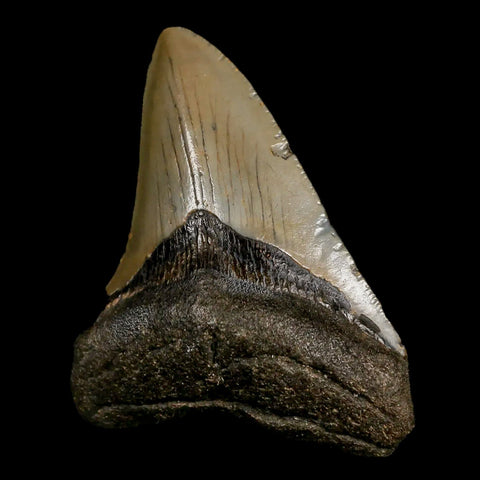 3.2" Quality Megalodon Shark Tooth Serrated Fossil Natural Miocene Age COA - Fossil Age Minerals