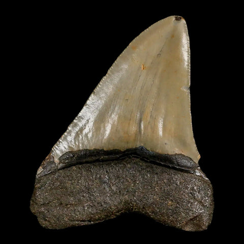 3.2" Quality Megalodon Shark Tooth Serrated Fossil Natural Miocene Age COA - Fossil Age Minerals