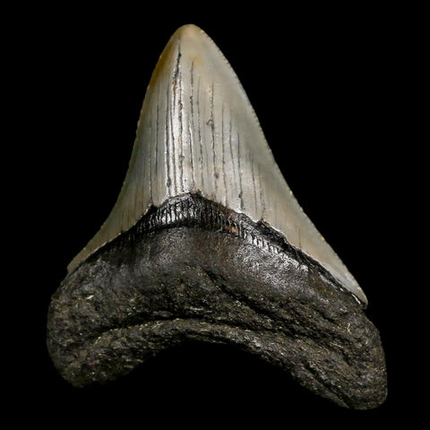 2.7" Quality Megalodon Shark Tooth Serrated Fossil Natural Miocene Age COA - Fossil Age Minerals