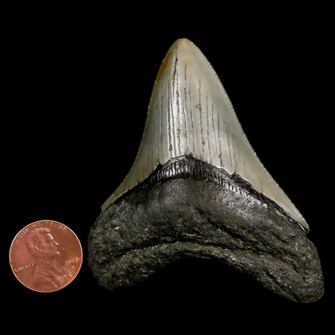 2.7" Quality Megalodon Shark Tooth Serrated Fossil Natural Miocene Age COA - Fossil Age Minerals