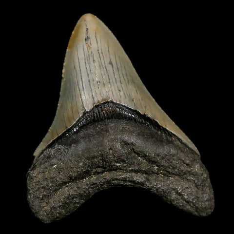 2.7" Quality Megalodon Shark Tooth Serrated Fossil Natural Miocene Age COA - Fossil Age Minerals