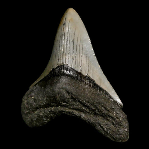 2.7" Quality Megalodon Shark Tooth Serrated Fossil Natural Miocene Age COA - Fossil Age Minerals