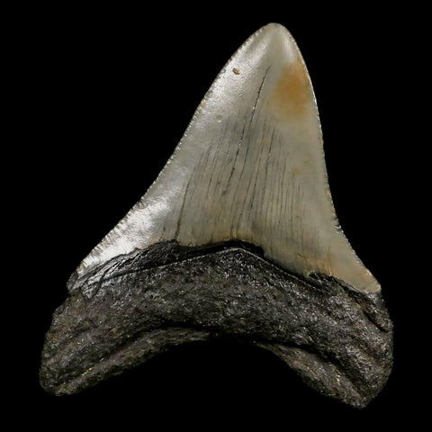 2.7" Quality Megalodon Shark Tooth Serrated Fossil Natural Miocene Age COA - Fossil Age Minerals