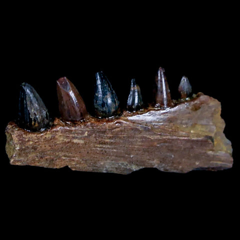 1.2 Crocodile Fossil Jaw Section With Teeth Hell Creek Formation Montana Crocodilians - Fossil Age Minerals