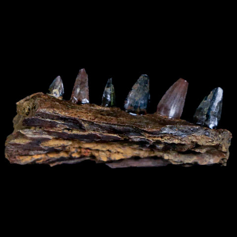 1.2 Crocodile Fossil Jaw Section With Teeth Hell Creek Formation Montana Crocodilians - Fossil Age Minerals