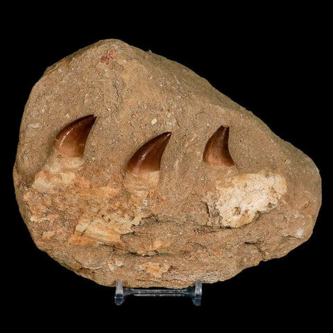 6.2" Mosasaur Prognathodon Fossil Jaw Teeth Cretaceous Dinosaur Era COA Stand - Fossil Age Minerals