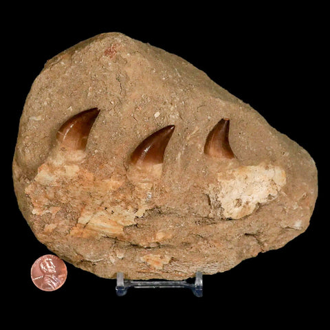 6.2" Mosasaur Prognathodon Fossil Jaw Teeth Cretaceous Dinosaur Era COA Stand - Fossil Age Minerals