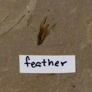 0.4 Rare Detailed Fossil Bird Feather Green River FM Uintah County UT Eocene Age