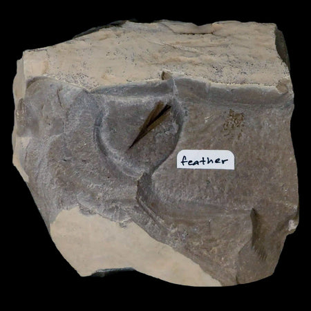 0.7 Rare Detailed Fossil Bird Feather Green River FM Uintah County UT Eocene Age