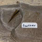 0.7 Rare Detailed Fossil Bird Feather Green River FM Uintah County UT Eocene Age