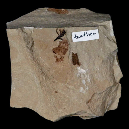 0.4 Rare Detailed Fossil Bird Feather Green River FM Uintah County UT Eocene Age