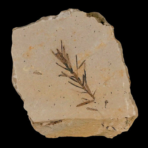 1.2" Detailed Fossil Plant Leafs Metasequoia Dawn Redwood Oligocene Age MT COA - Fossil Age Minerals