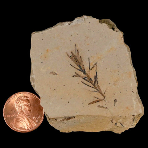 1.2" Detailed Fossil Plant Leafs Metasequoia Dawn Redwood Oligocene Age MT COA - Fossil Age Minerals