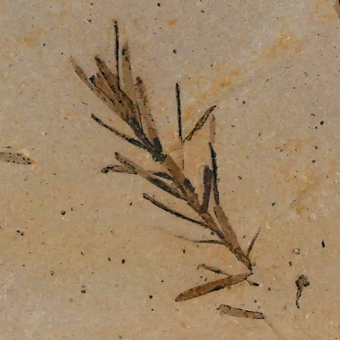 1.2" Detailed Fossil Plant Leafs Metasequoia Dawn Redwood Oligocene Age MT COA - Fossil Age Minerals