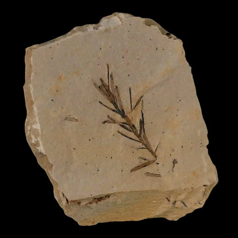 1.2" Detailed Fossil Plant Leafs Metasequoia Dawn Redwood Oligocene Age MT COA - Fossil Age Minerals