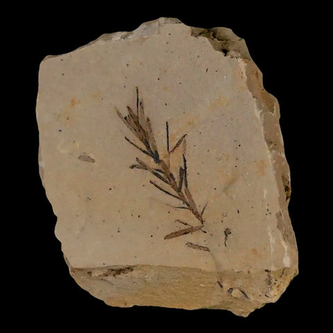 1.2" Detailed Fossil Plant Leafs Metasequoia Dawn Redwood Oligocene Age MT COA - Fossil Age Minerals