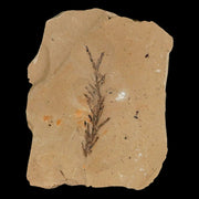 1.8" Detailed Fossil Plant Leafs Metasequoia Dawn Redwood Oligocene Age MT COA