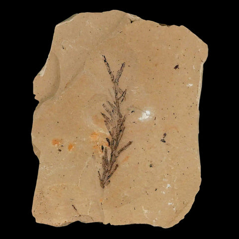 1.8" Detailed Fossil Plant Leafs Metasequoia Dawn Redwood Oligocene Age MT COA - Fossil Age Minerals