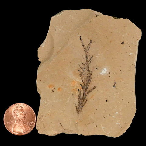 1.8" Detailed Fossil Plant Leafs Metasequoia Dawn Redwood Oligocene Age MT COA - Fossil Age Minerals