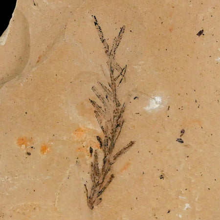 1.8" Detailed Fossil Plant Leafs Metasequoia Dawn Redwood Oligocene Age MT COA