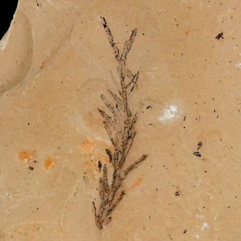 1.8" Detailed Fossil Plant Leafs Metasequoia Dawn Redwood Oligocene Age MT COA - Fossil Age Minerals